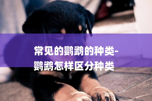 常見的鸚鵡的種類-
鸚鵡怎樣區分種類