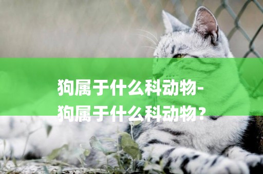 狗屬于什么科動物-
狗屬于什么科動物？