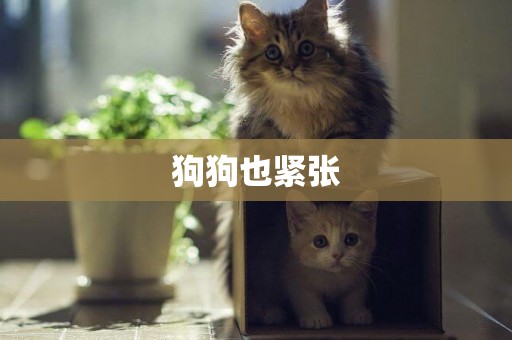 狗狗也緊張
