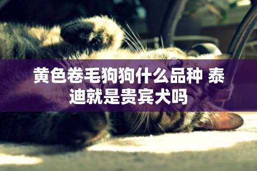 黃色卷毛狗狗什么品種 泰迪就是貴賓犬嗎