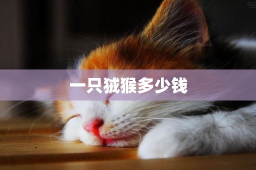 一只狨猴多少錢