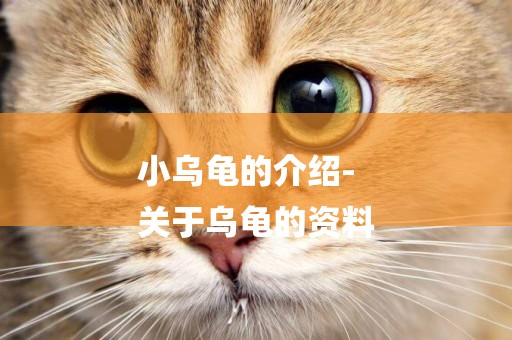 小烏龜的介紹-
關于烏龜的資料
