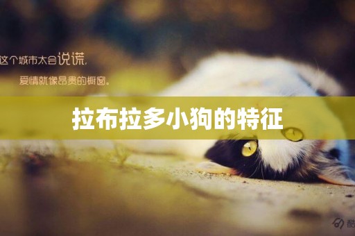 拉布拉多小狗的特征