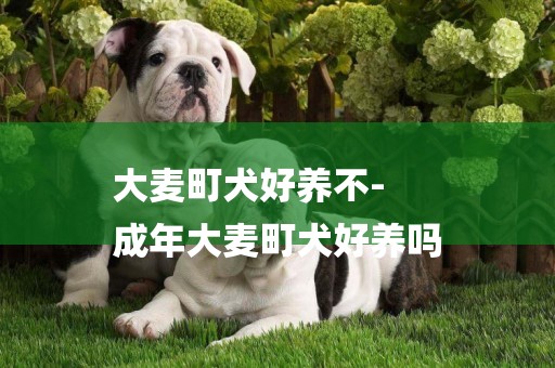 大麥町犬好養不-
成年大麥町犬好養嗎
