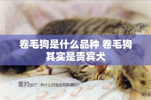 卷毛狗是什么品種 卷毛狗其實是貴賓犬