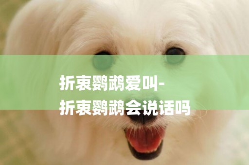 折衷鸚鵡愛叫-
折衷鸚鵡會說話嗎
