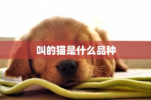 叫的貓是什么品種