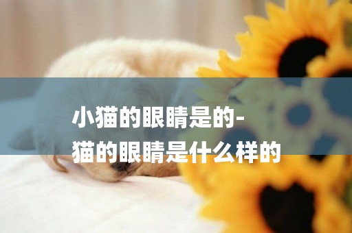 小貓的眼睛是的-
貓的眼睛是什么樣的