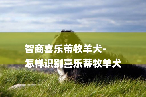 智商喜樂蒂牧羊犬-
怎樣識別喜樂蒂牧羊犬