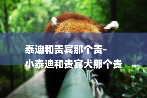 泰迪和貴賓那個貴-
小泰迪和貴賓犬那個貴