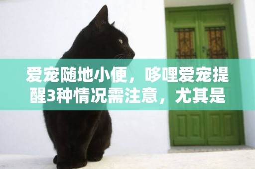 愛寵隨地小便，哆哩愛寵提醒3種情況需注意，尤其是第3個！
