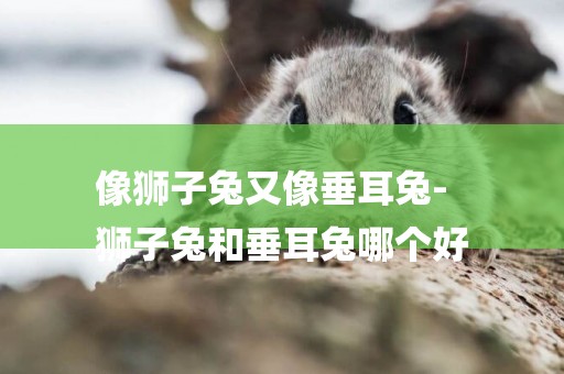 像獅子兔又像垂耳兔-
獅子兔和垂耳兔哪個好