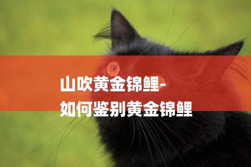 山吹黃金錦鯉-
如何鑒別黃金錦鯉