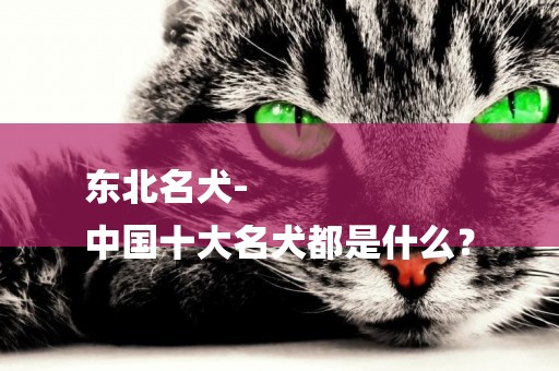 東北名犬-
中國十大名犬都是什么？