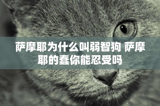 薩摩耶為什么叫弱智狗 薩摩耶的蠢你能忍受嗎