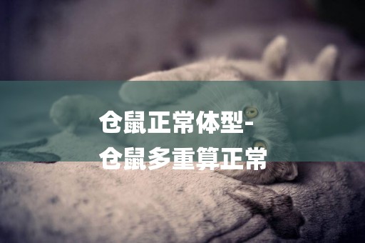 倉鼠正常體型-
倉鼠多重算正常