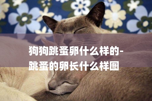 狗狗跳蚤卵什么樣的-
跳蚤的卵長什么樣圖