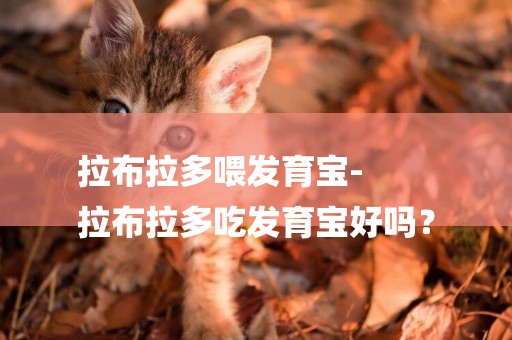 拉布拉多喂發育寶-
拉布拉多吃發育寶好嗎？