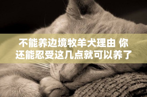 不能養邊境牧羊犬理由 你還能忍受這幾點就可以養了！