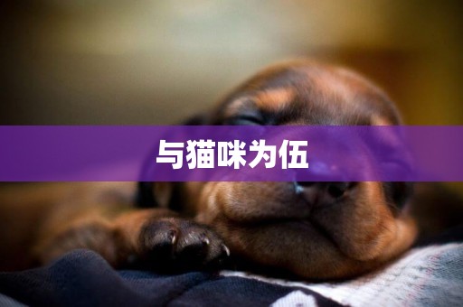 與貓咪為伍