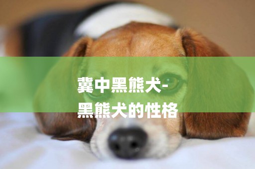 冀中黑熊犬-
黑熊犬的性格