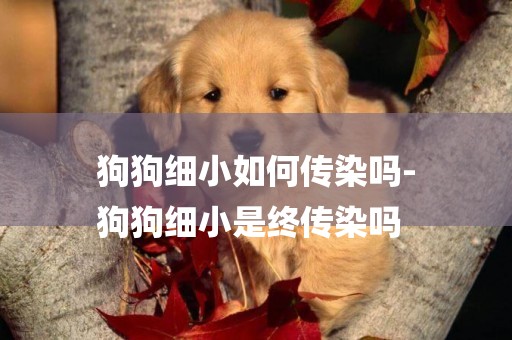 狗狗細小如何傳染嗎-
狗狗細小是終傳染嗎