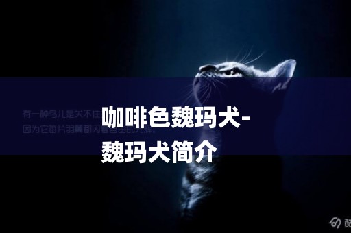 咖啡色魏瑪犬-
魏瑪犬簡介
