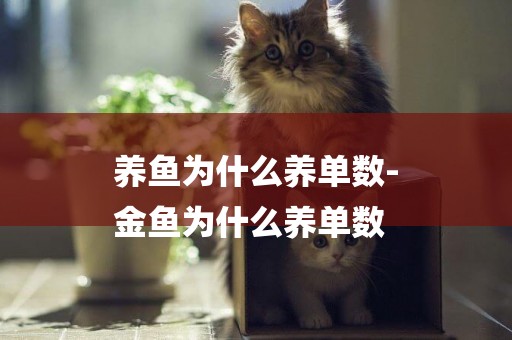 養魚為什么養單數-
金魚為什么養單數