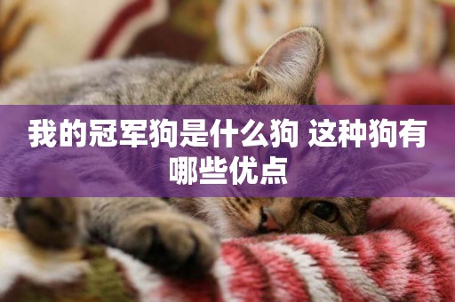 我的冠軍狗是什么狗 這種狗有哪些優點
