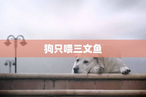 狗只喂三文魚