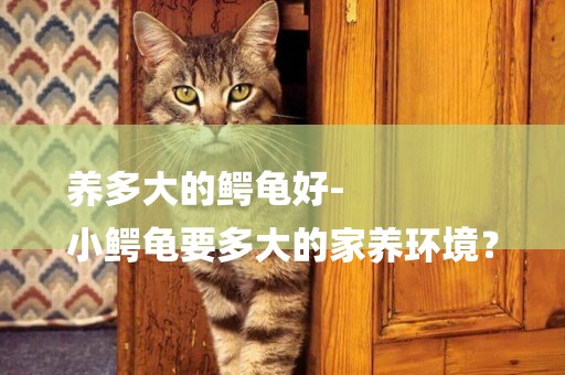 養多大的鱷龜好-
小鱷龜要多大的家養環境？