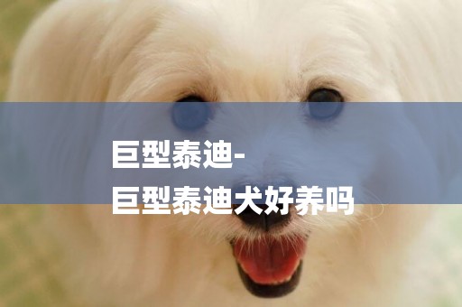 巨型泰迪-
巨型泰迪犬好養嗎