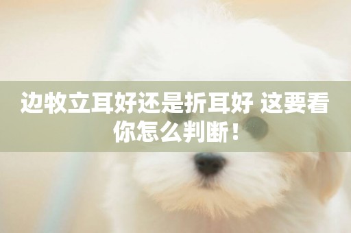 邊牧立耳好還是折耳好 這要看你怎么判斷！
