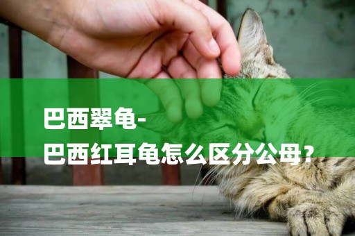 巴西翠龜-
巴西紅耳龜怎么區分公母？