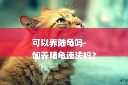 可以養陸龜嗎-
飼養陸龜違法嗎？