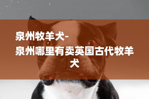 泉州牧羊犬-
泉州哪里有賣英國古代牧羊犬