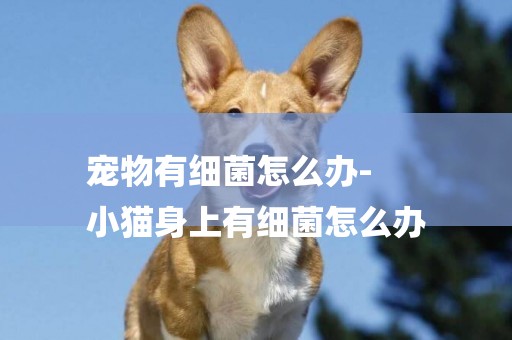 寵物有細菌怎么辦-
小貓身上有細菌怎么辦
