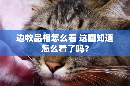 邊牧品相怎么看 這回知道怎么看了嗎？