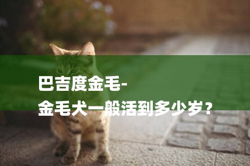 巴吉度金毛-
金毛犬一般活到多少歲？