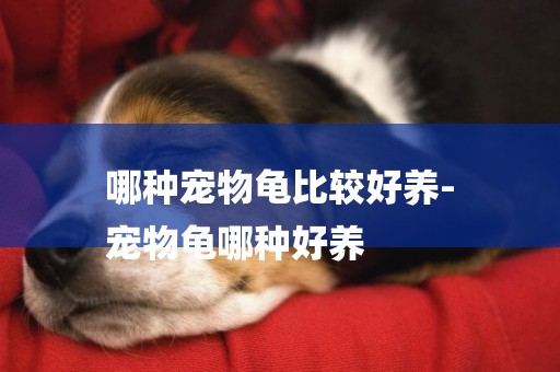 哪種寵物龜比較好養-
寵物龜哪種好養