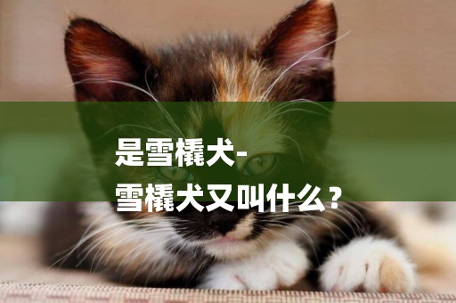 是雪橇犬-
雪橇犬又叫什么？