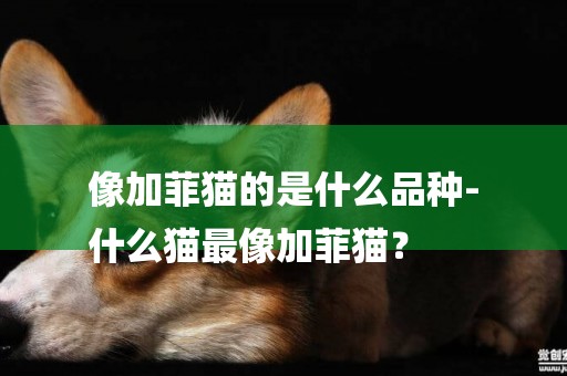 像加菲貓的是什么品種-
什么貓最像加菲貓？