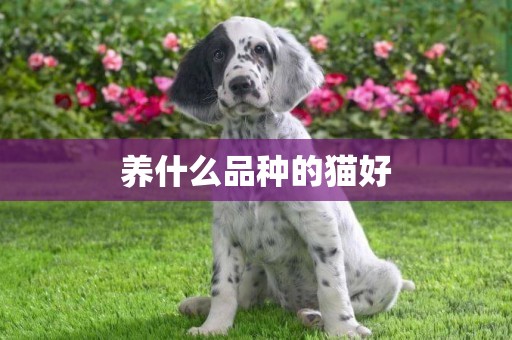 養什么品種的貓好