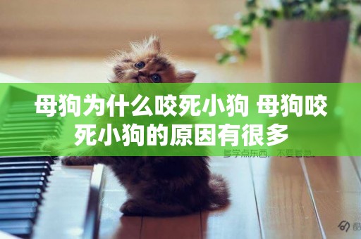 母狗為什么咬死小狗 母狗咬死小狗的原因有很多