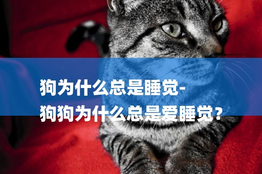 狗為什么總是睡覺-
狗狗為什么總是愛睡覺？