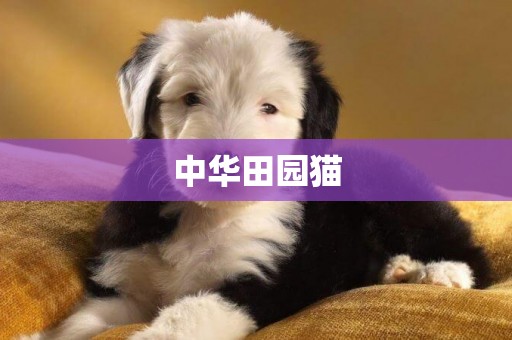 中華田園貓
