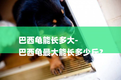 巴西龜能長多大-
巴西龜最大能長多少斤？