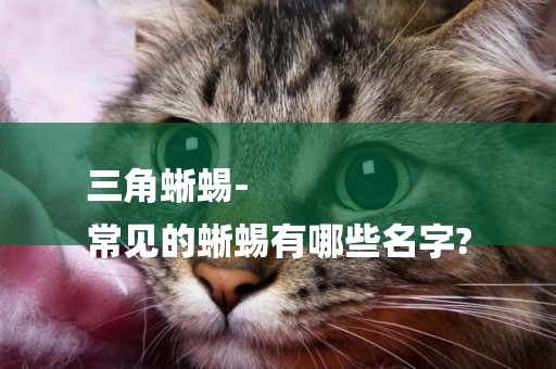 三角蜥蜴-
常見的蜥蜴有哪些名字?