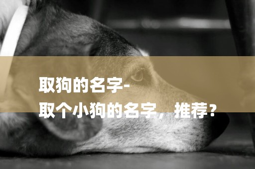 取狗的名字-
取個小狗的名字，推薦？
