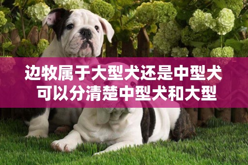 邊牧屬于大型犬還是中型犬 可以分清楚中型犬和大型犬嗎